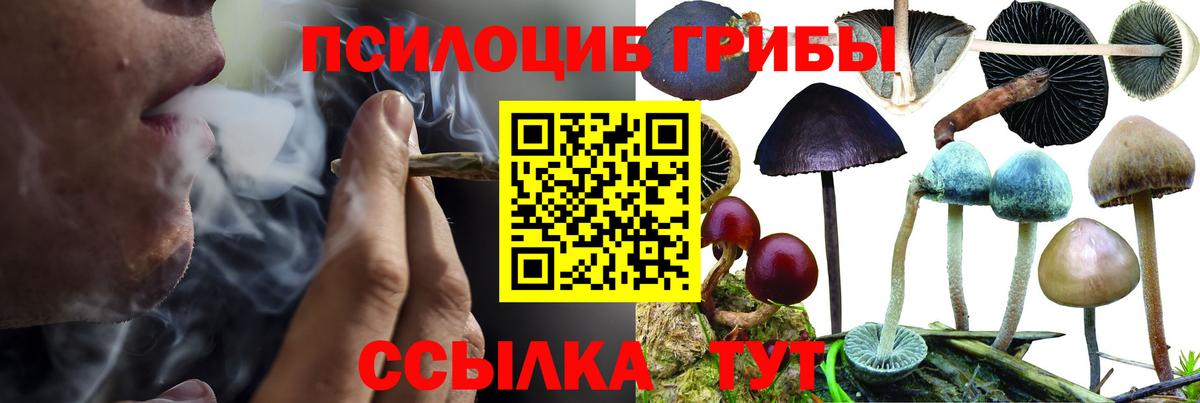 Галлюциногенные грибы Psilocybine cubensis Избербаш
